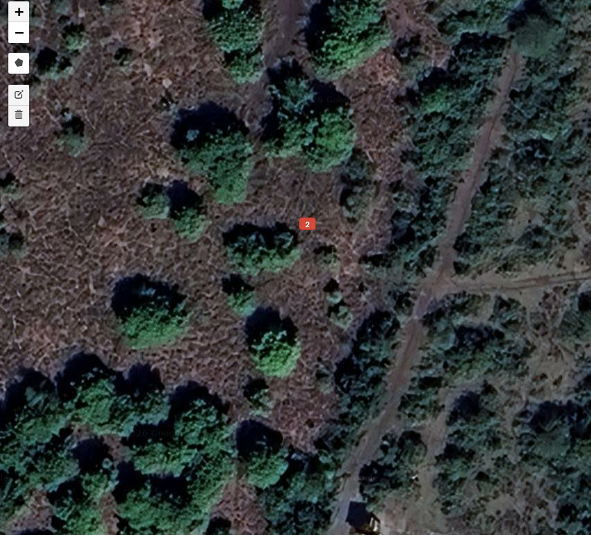 Scattered trees, not coconut