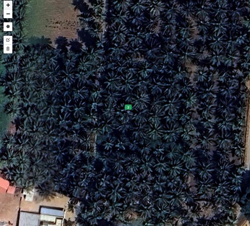 Namakkal coconut plantation