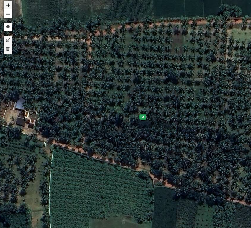 Cuddalore coconut plantation