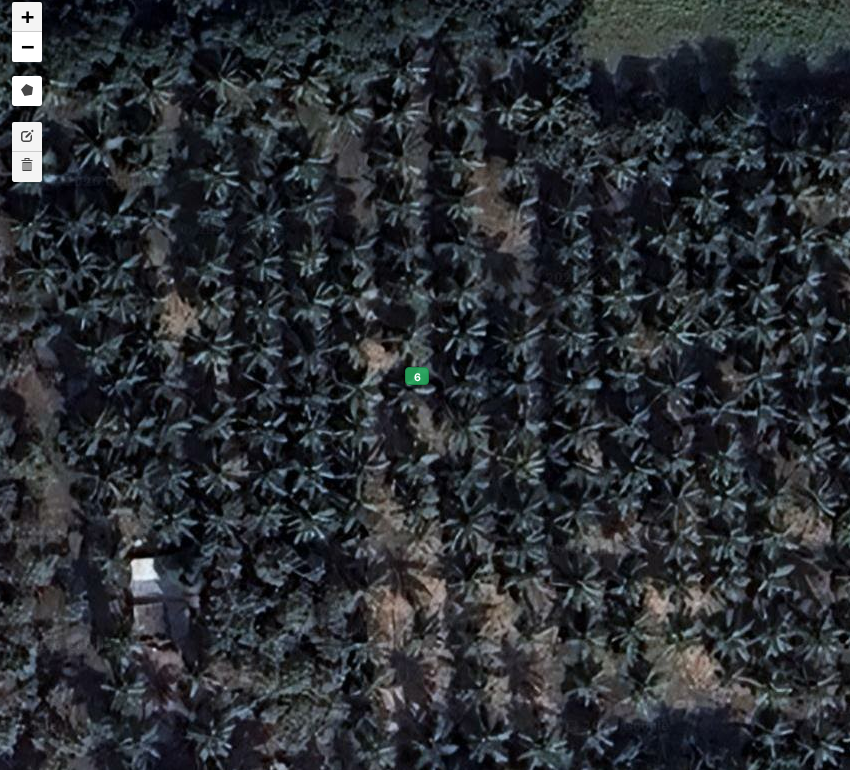 Ariyalur coconut plantation