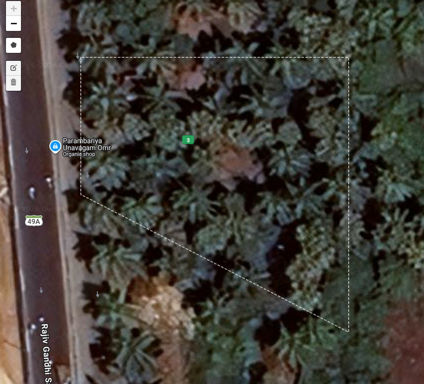 Chennai coconut palms